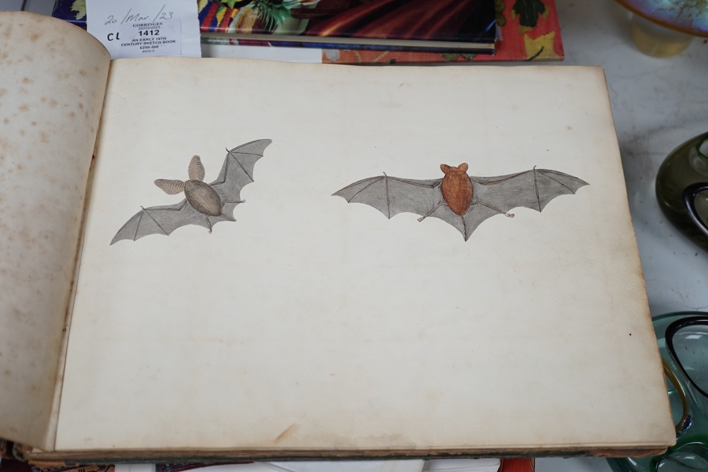 An early 19th century sketch book - wild birds and flowers, all indexed and described